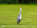 Grey Heron - Czapla Siwa